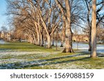 alley of old American elm trees in late fall scenery - historical Oval of Colorado State University campus - landmark of Fort Collins