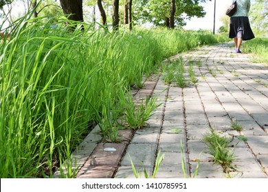 Alley In The Park, Overgrown With Grass And A Woman Leaving Into The Distance