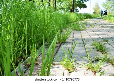 Alley In The Park, Overgrown With Grass And A Woman Leaving Into The Distance