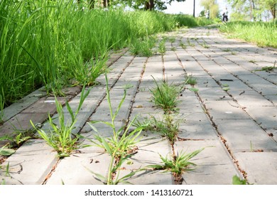 Alley In The Park, Overgrown With Grass And A Woman Leaving Into The Distance