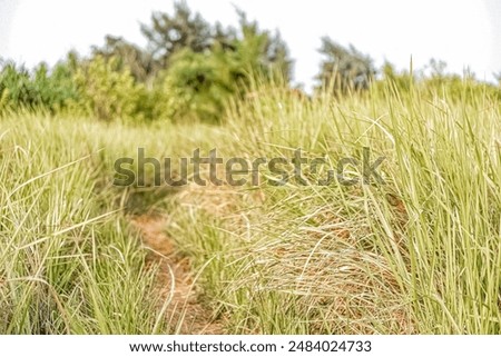 alley path bush with wild Imperata cylindrica or alang-alang, lalang, cogon, kunai, blady, satintail, spear, sword, thatch grass, cotton wool grass flower