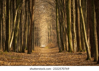 Alley path in a dense autumn forest, eastern Poland