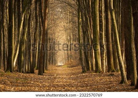 Alley path in a dense autumn forest, eastern Poland