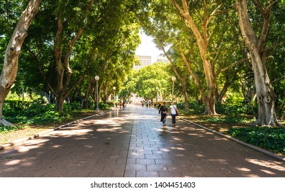 Alley And People In The Shade Of Huge Trees In South Part Of Hyde Park In Sydney NSW Australia