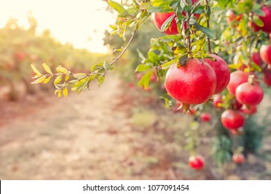 Alley of Ripe pomegranate fruits hanging on a tree branches in the garden. Harvest concept. Sunset light. soft selective focus, space for text