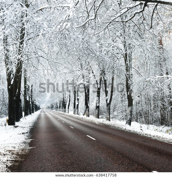 Alley of snow covered trees and the road\
in November. Winter wonderland in Riga,\
Latvia.