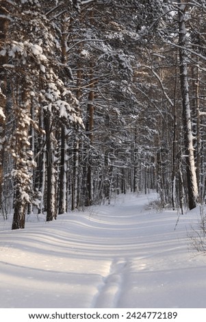 alley of snow-covered pines in the forest, winter landscape