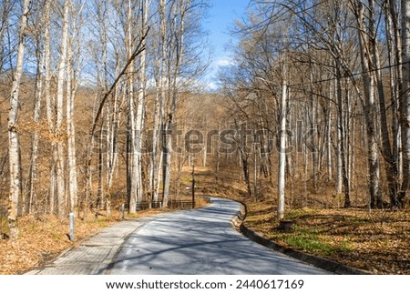 An alley through the leafless forest in Sovata resort - Romania