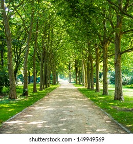 Alley In Tiergarten Berlin