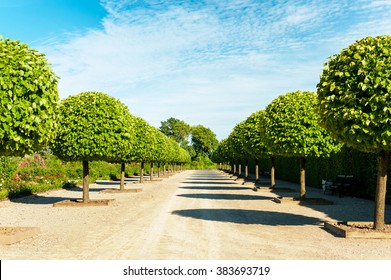 Alley of topiary green trees with hedge on background in ornamental garden on a blue sky background in Rundale park. Latvia. Vibrant summertime outdoors horizontal image.