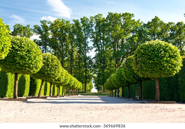 Alley of\
topiary green trees with hedge on background in ornamental garden\
on a blue sky background in Rundale royal park. Latvia. Vibrant\
summertime outdoors horizontal\
image.