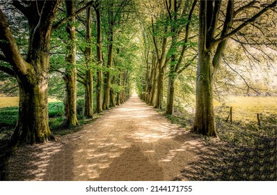 Alley tree shadows. Shady road in the form of a tunnel. Tunnel alley trees. Alley tunnel with trees