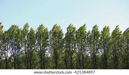 Alley tree tops. Avenue of trees