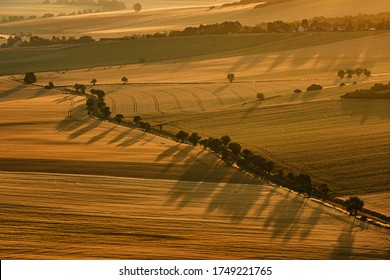 Alley Of Trees Around The Road At Sunset With Long Shadows