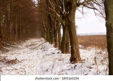 Alley Of Trees Near The Soybean Field In Winter