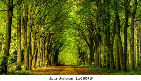 Alley tunnel of trees landscape. Park alley walk. Tunnel of trees in park alley. Beautiful park alley landscape