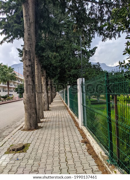 Alley without people with conifers\
in Kemer, Turkey. Tall coniferous trees stand in a row along the\
road against the backdrop of high mountains with\
clouds.