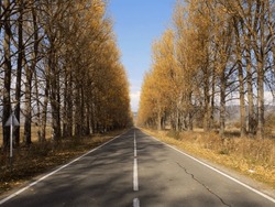 Alley Of Yellow Poplar Trees On The Road In Autumn. Tianeti, Georgia