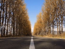 Alley Of Yellow Poplar Trees On The Road In Autumn. Tianeti, Georgia