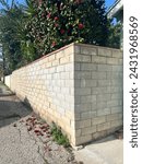 Alleyway brick wall with large floral tree growing over it 