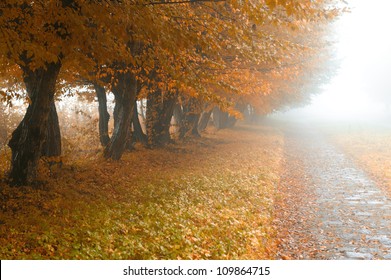 Alleyway In Foggy Park. Autumn, Rainy Weather