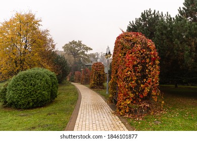 Alleyway In Foggy Park. Autumn, Rainy Weather