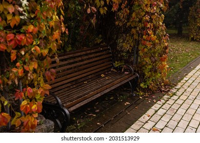 Alleyway In Foggy Park. Autumn, Rainy Weather