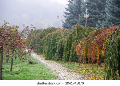 Alleyway In Foggy Park. Autumn, Rainy Weather