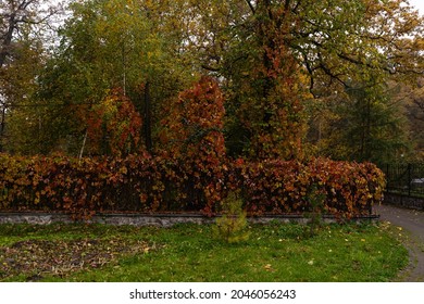 Alleyway In Foggy Park. Autumn, Rainy Weather