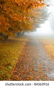 Alleyway In Foggy Park. Autumn, Rainy Weather