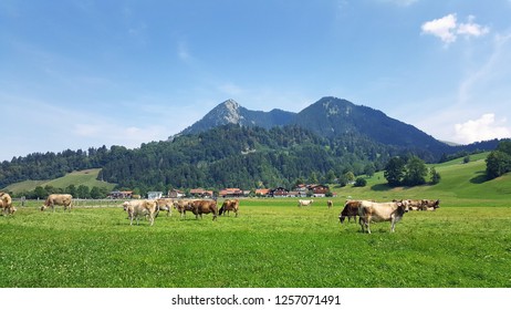 Allgau Cows on pasture Bavaria in summer