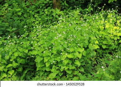 Alliaria Petiolata, Or Garlic Mustard