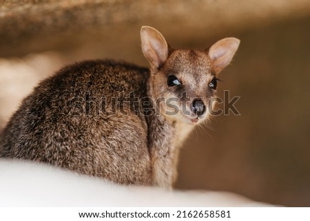 Allied Rock Wallabies (Petrogale assimilis), commonly known as Rock Wallabies, are found on Magnetic Island, off the coast of Townsville, Queensland, Australia.