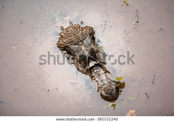 Permanently Document marathon Alligaton Head On Amazon River Stock Photo 385555240 | Shutterstock