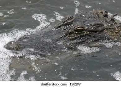 Alligator