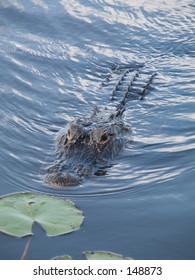 Alligator