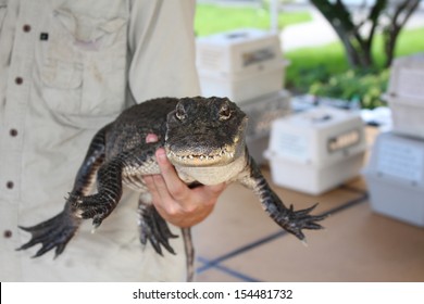 alligator