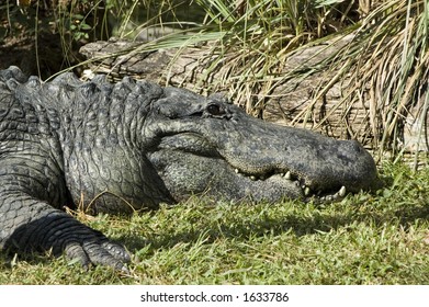 Alligator