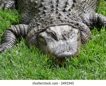 alligator