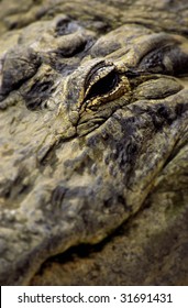 alligator