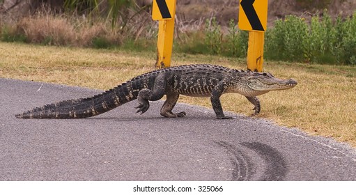 Alligator