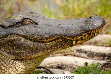Alligator