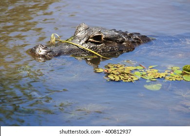 Alligator
