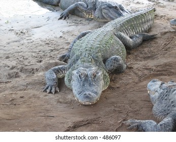 Alligator
