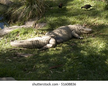 alligator