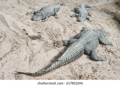 Alligator