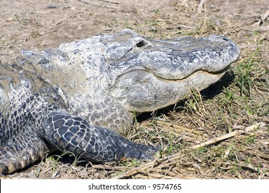 Alligator