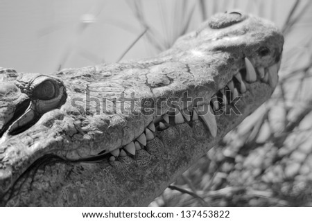 Alligator