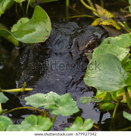 Alligator
