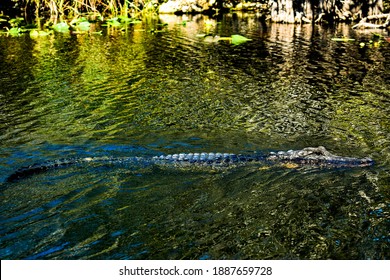 Alligator (Alligatoridae) Swimming In The Everglades Water